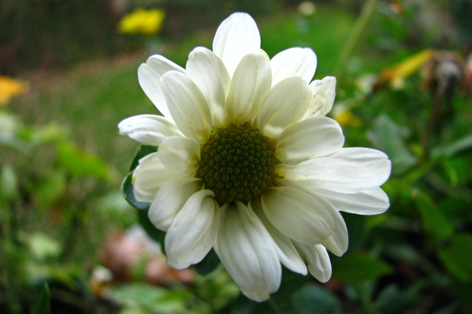 balconyflowers820-141019.jpg