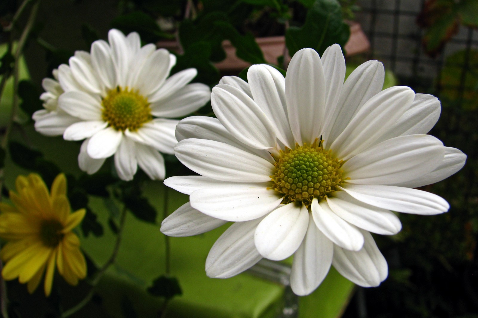 balconyflowers829-141020.jpg