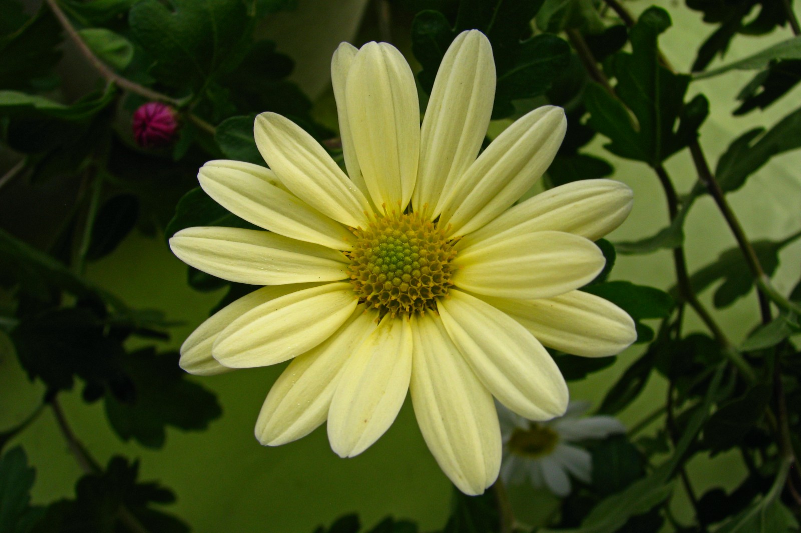 balconyflowers855-141101.jpg