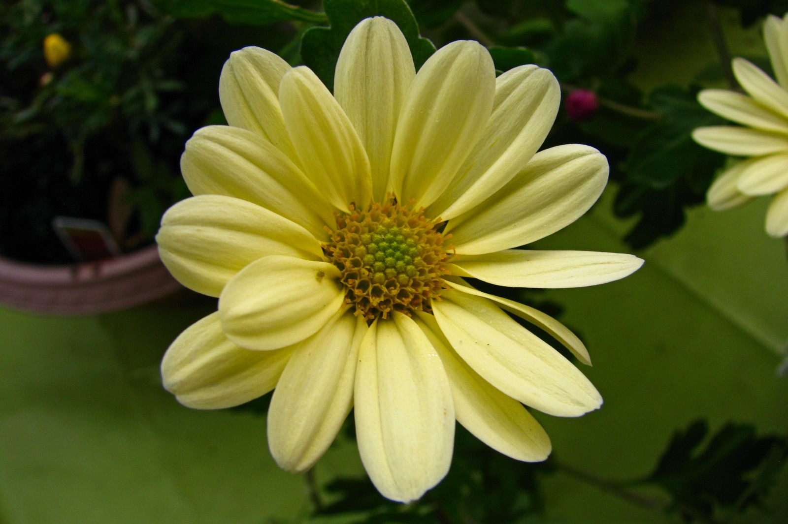 balconyflowers856-141101.jpg
