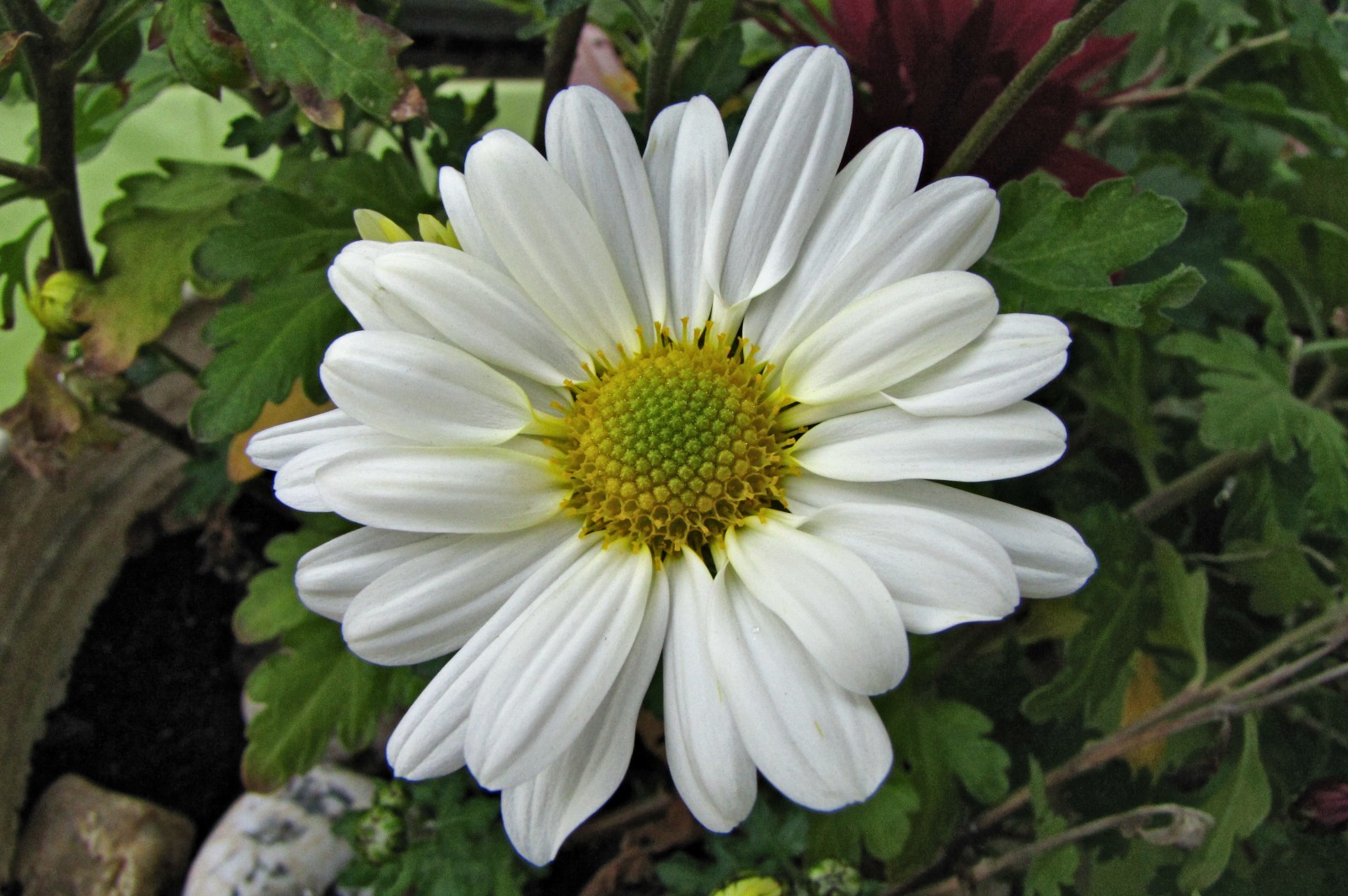 balconyflowers907-141123.jpg