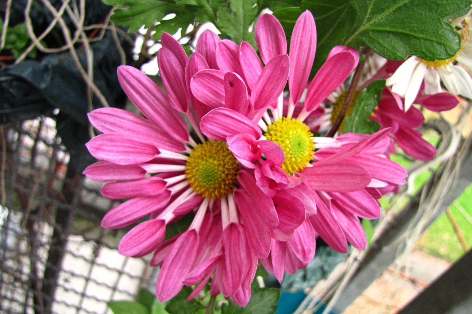 balconyflowers912-141126.jpg