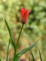 balconyflowers017-150403.jpg