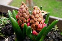 balconyflowers020-150404.jpg