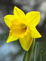 balconyflowers022-150404.jpg