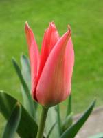 balconyflowers024-150404.jpg