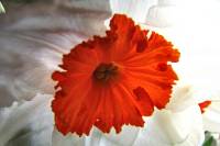 balconyflowers025-150404.jpg