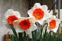 balconyflowers026-150406.jpg