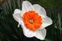 balconyflowers027-150406.jpg