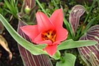 balconyflowers028-150407.jpg