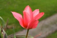 balconyflowers029-150407.jpg