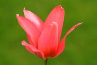 balconyflowers034-150407.jpg