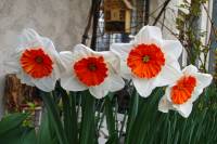 balconyflowers037-150407.jpg