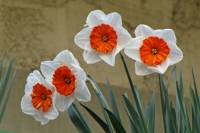 balconyflowers038-150408.jpg