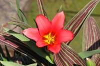 balconyflowers040-150409.jpg