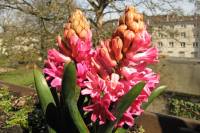 balconyflowers042-150409.jpg