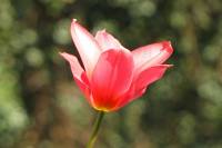 balconyflowers044-150409.jpg