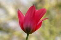 balconyflowers046-150409.jpg