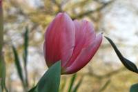 balconyflowers047-150409.jpg