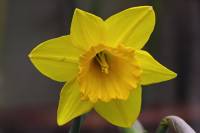 balconyflowers048-150409.jpg