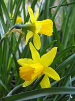 balconyflowers062-150410.jpg