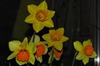 balconyflowers064-150410.jpg