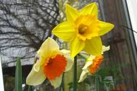 balconyflowers068-150412.jpg
