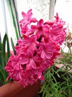 balconyflowers069-150412.jpg