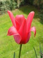 balconyflowers071-150412.jpg