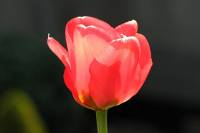 balconyflowers097-150416.jpg