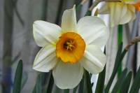 balconyflowers098-150416.jpg