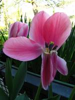 balconyflowers099-150416.jpg