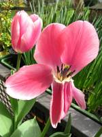 balconyflowers101-150416.jpg