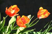 balconyflowers107-150420.jpg