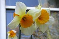 balconyflowers108-150420.jpg