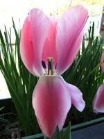 balconyflowers110-150420.jpg