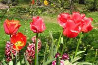 balconyflowers113-150421.jpg