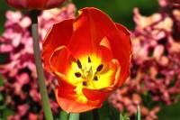 balconyflowers114-150421.jpg