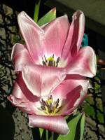 balconyflowers115-150421.jpg