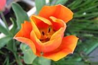 balconyflowers117-150421.jpg