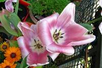 balconyflowers120-150422.jpg