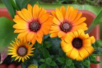 balconyflowers122-150422.jpg