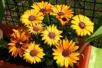 balconyflowers123-150424.jpg
