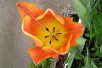 balconyflowers127-150429.jpg