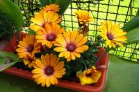 balconyflowers128-150501.jpg
