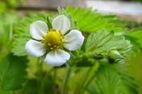 balconyflowers129-150501.jpg