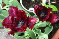 balconyflowers130-150502.jpg