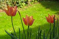 balconyflowers132-150502.jpg