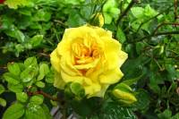 balconyflowers300-150708.jpg