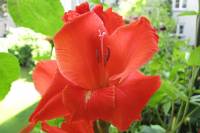 balconyflowers415-150803.jpg